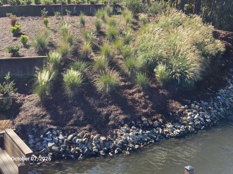Hillside planted with ornamental grasses above the shoreline