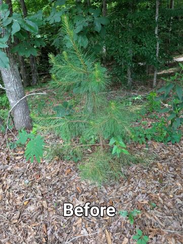 Overgrown wooded yard before cleanup