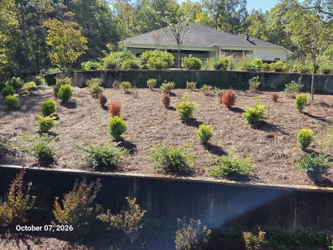 Terraced hillside landscaping with new shrubs