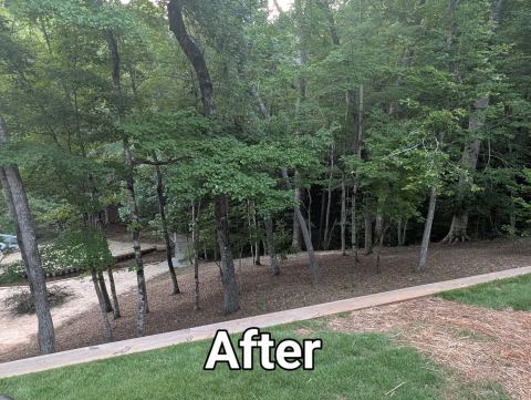 Wooded backyard cleared down to lawn