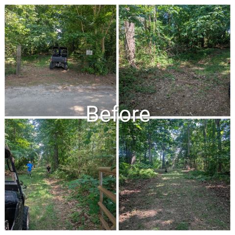 Wooded lot with heavy underbrush before clearing
